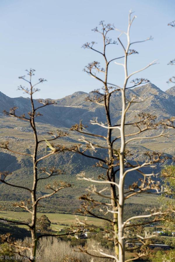 Bed and Breakfast Blue Lily Retreat Matjiesrivier  Exterior foto